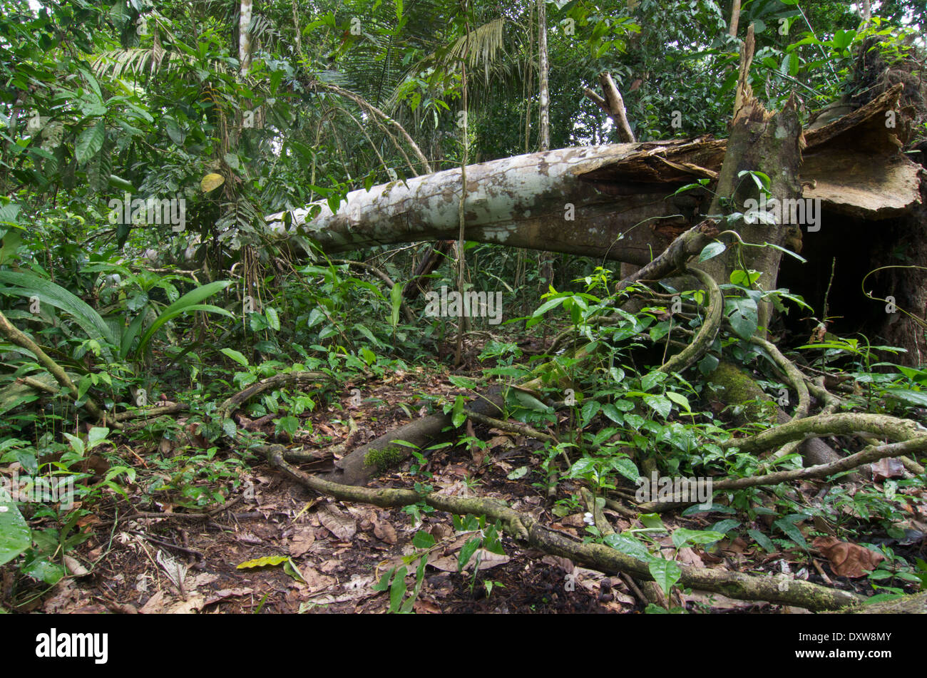 Ein umgestürzter Baum unterbricht einen kaum sichtbaren Pfad durch dichten Dschungel Laub im Amazonasbecken in Peru. Stockfoto