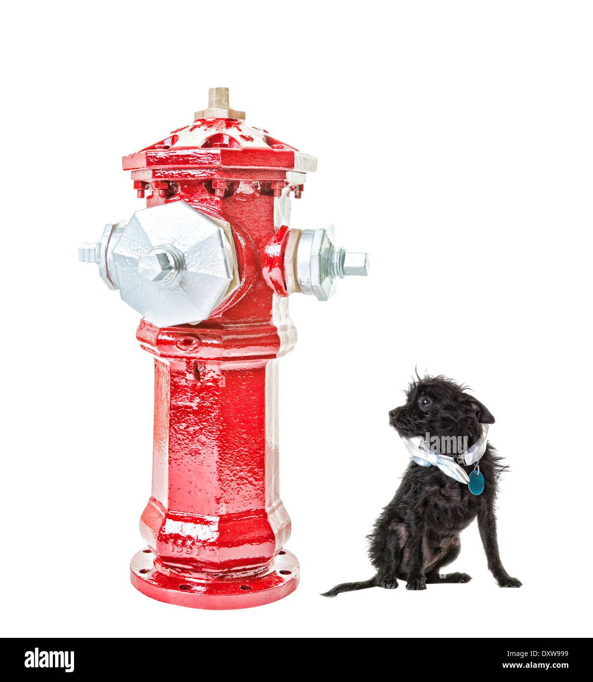 Ein sehr kleiner Hund von einem sehr großen Hydranten eingeschüchtert. Isoliert. HDR. Beschneidungspfad für Hydranten. Stockfoto