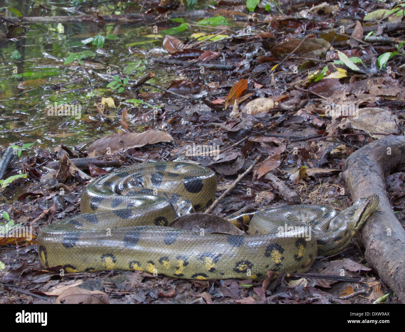 Eine grüne Anakonda (Eunectes Murinus) auf dem Waldboden im Amazonasbecken in Peru. Stockfoto