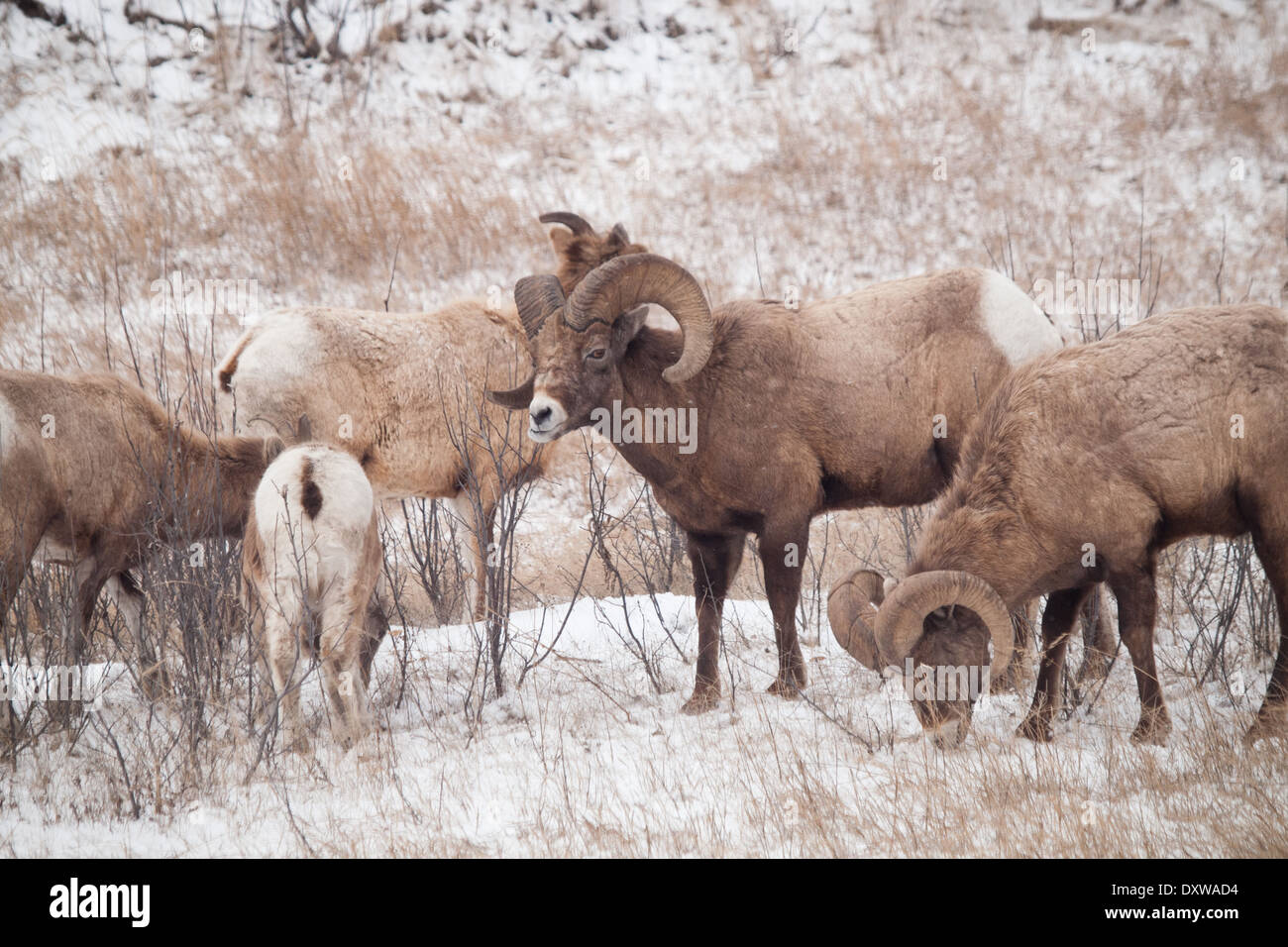 Eine Herde von Rocky Mountain Dickhornschaf (Ovis Canadensis) Weiden im Spätwinter in Jasper Nationalpark, Alberta, Kanada. Stockfoto