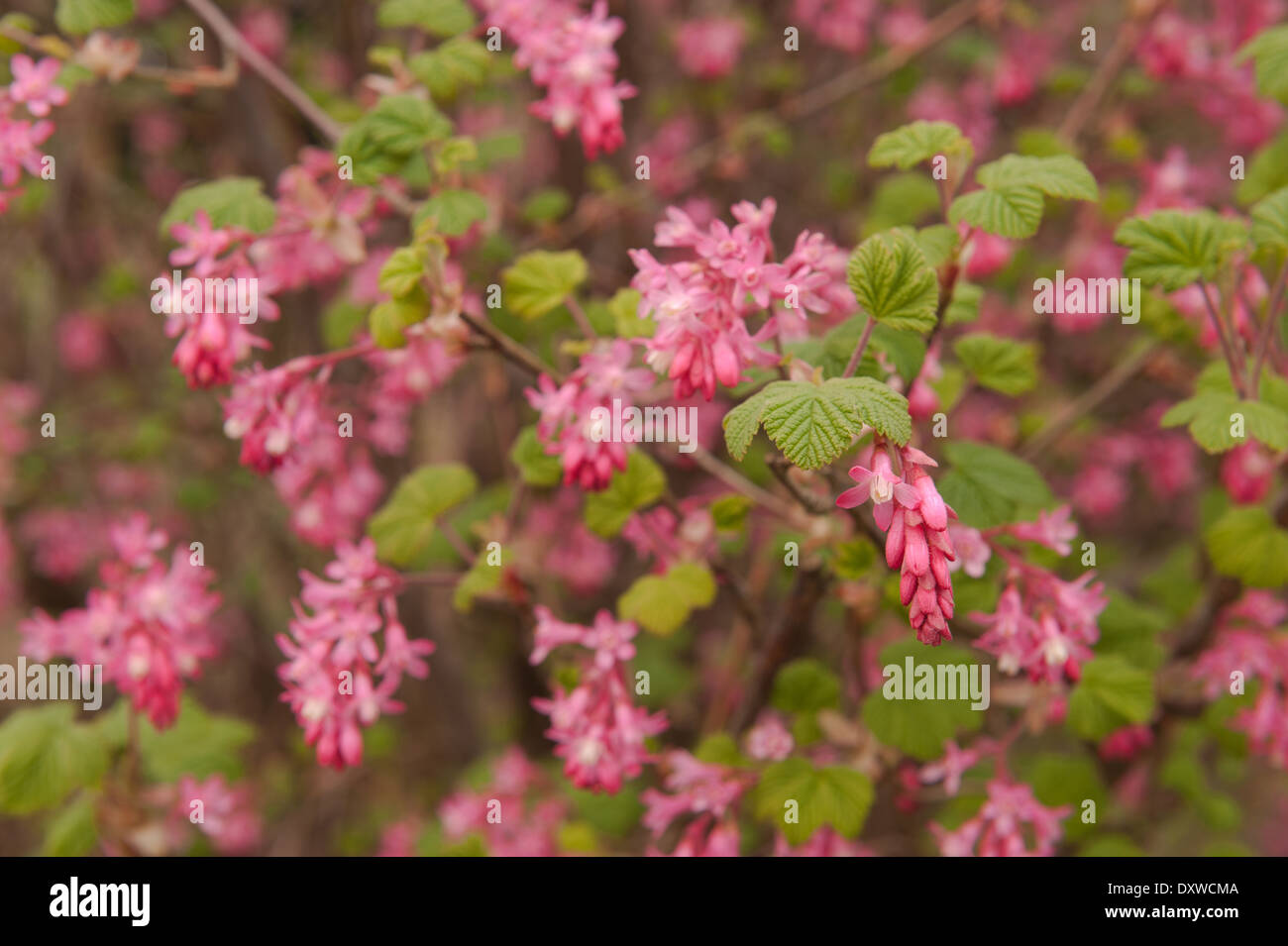 Zarte weiche Blumen rosa rote Johannisbeere Strauch Redflower Busch Stockfoto