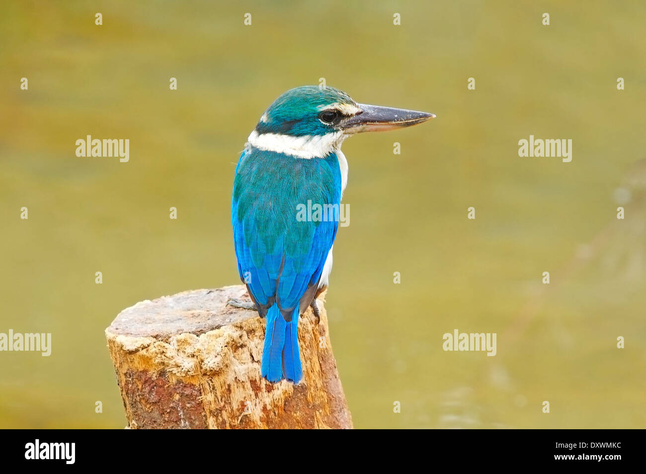 Bunte Eisvogel, Heiliges Kingfisher (Todiramphus Sanctus), stehend auf den Stumpf Stockfoto