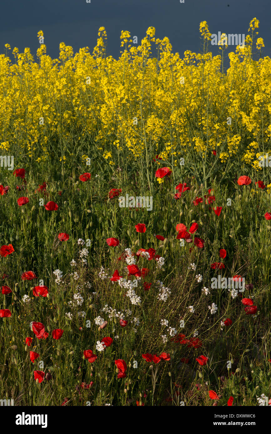 Wildblumen, einschließlich rote Mohnblumen im Feldbereich Raps im Frühjahr, Spanien Stockfoto