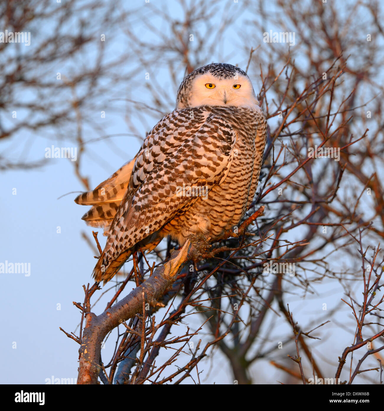 Schnee-Eule (Bubo Scandiacus), weibliche ruht auf einer alten Birke in ihrem Winter, abends Licht, Vlieland, West Ostfriesischen Inseln Stockfoto