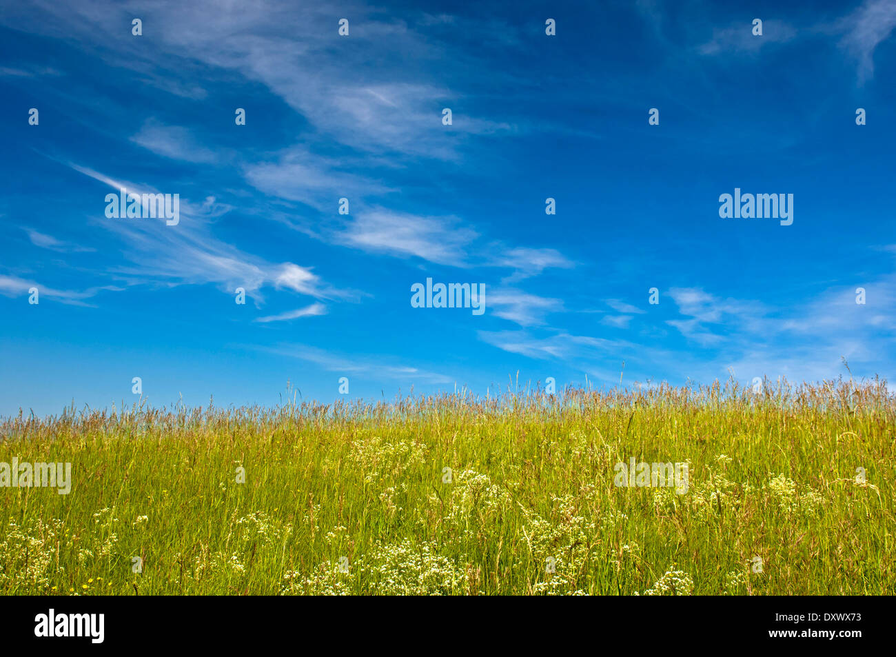 Blauer Himmel mit Cirruswolken über einer Sommerwiese, Baden-Württemberg, Deutschland Stockfoto