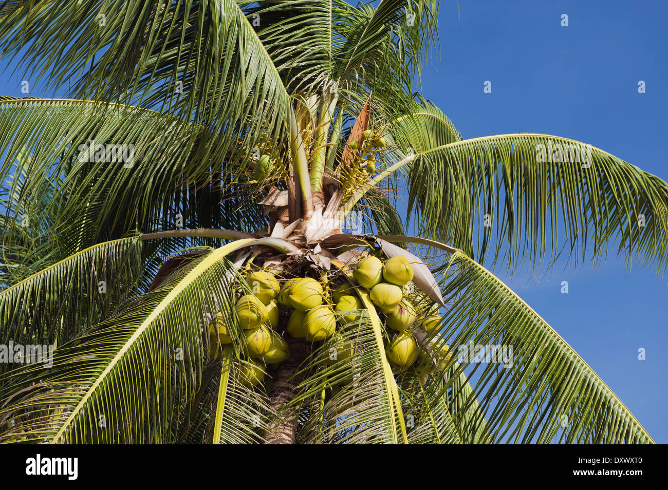 Kokosnüsse auf eine Kokospalme (Cocos Nucifera), Mae Nam Beach, Ko Samui, Thailand Stockfoto