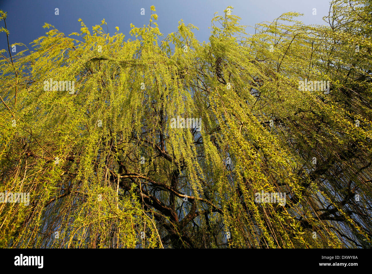 Trauerweide (Olea europaea), hängend branchlets im Frühjahr, Nordrhein - Westfalen, Deutschland Stockfoto