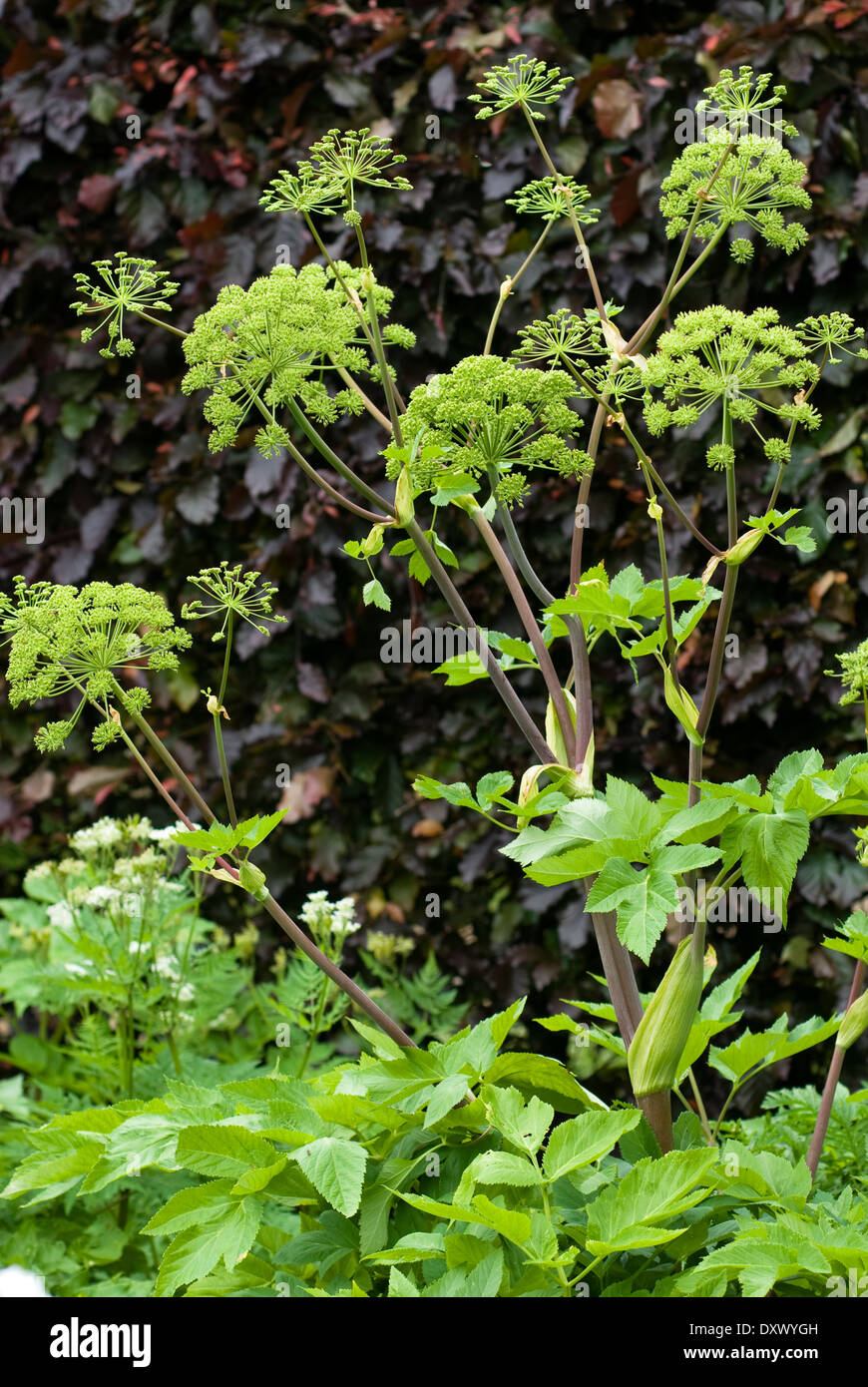 Angelica Archangelica, wilden Sellerie. Kraut. Juli. Leuchtend grüne Blüten. Stockfoto