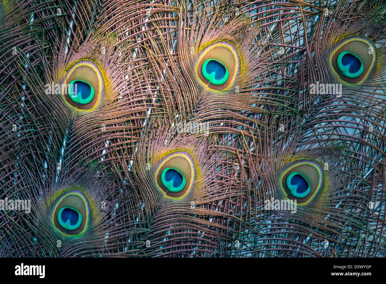 Indischen Pfauen oder blaue Pfauen (Pavo Cristatus), Gefieder Detail, Slowakei Stockfoto