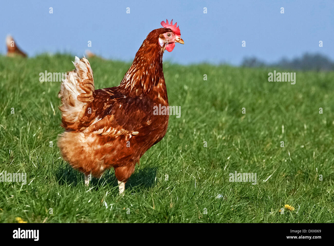 Haushuhn, braune Legehenne, Lohmann Brown-Classic Stockfoto