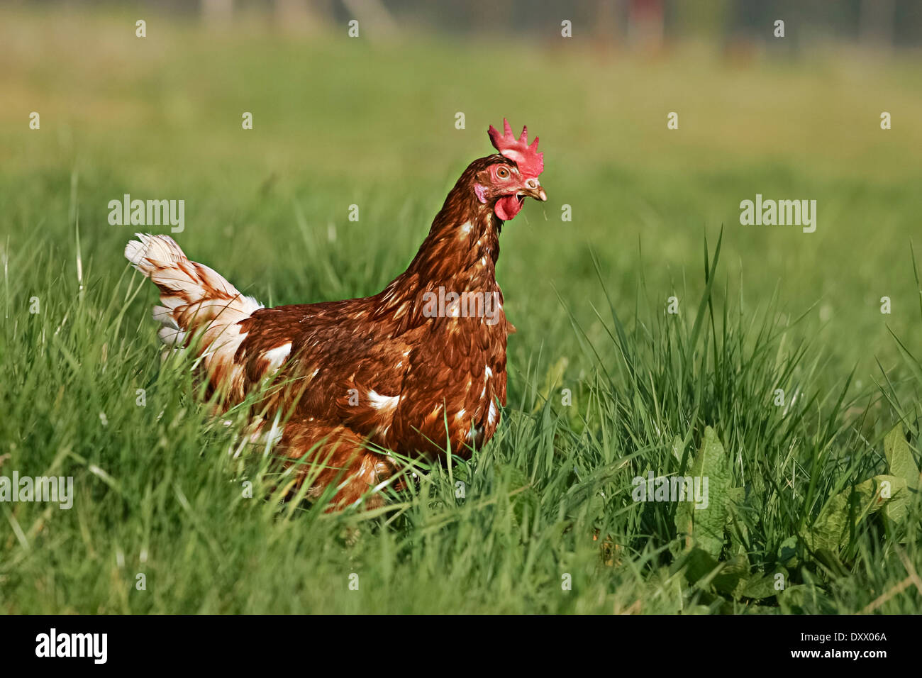 Haushuhn, braune Legehenne, Lohmann Brown-Classic Stockfoto