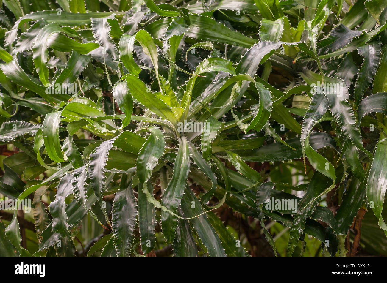 Blätter der Schraube Kiefer (Pandanus Pristis), Palmengarten, Frankfurt Am Main, Hessen, Deutschland Stockfoto