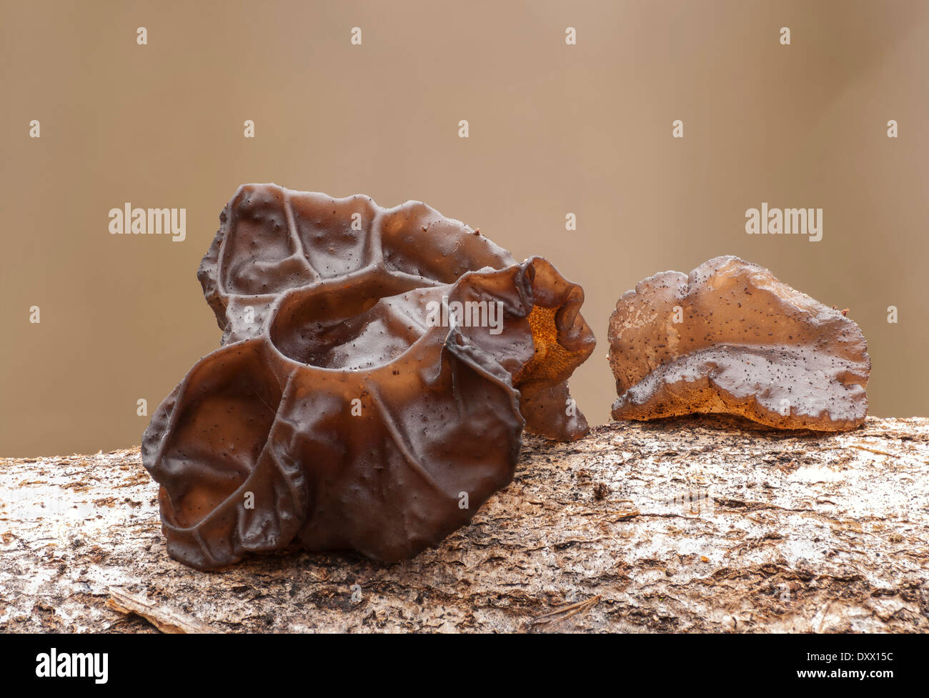 Black Witches' Butter, Black Jelly Roll oder warzige Gelee-Pilz (Exidia Glandulosa), Naturschutzgebiet Mönchbruch, Hessen, Deutschland Stockfoto