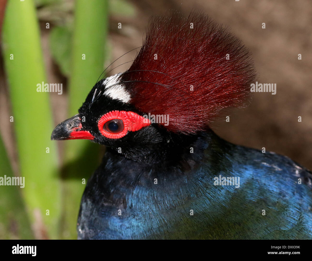 Porträt eines männlichen Crested Rebhuhn oder Roul-Roul (Rollulus Rouloul), alias rot-gekrönter Holz Rebhuhn oder grün Holz Wachtel Stockfoto