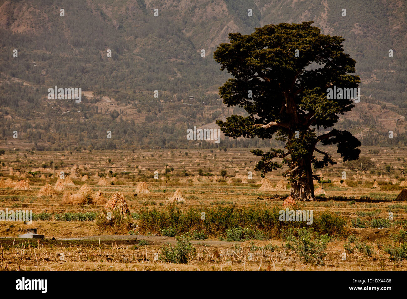 Äthiopische Landschaft Ansichten großer Baum und Berg Stockfoto