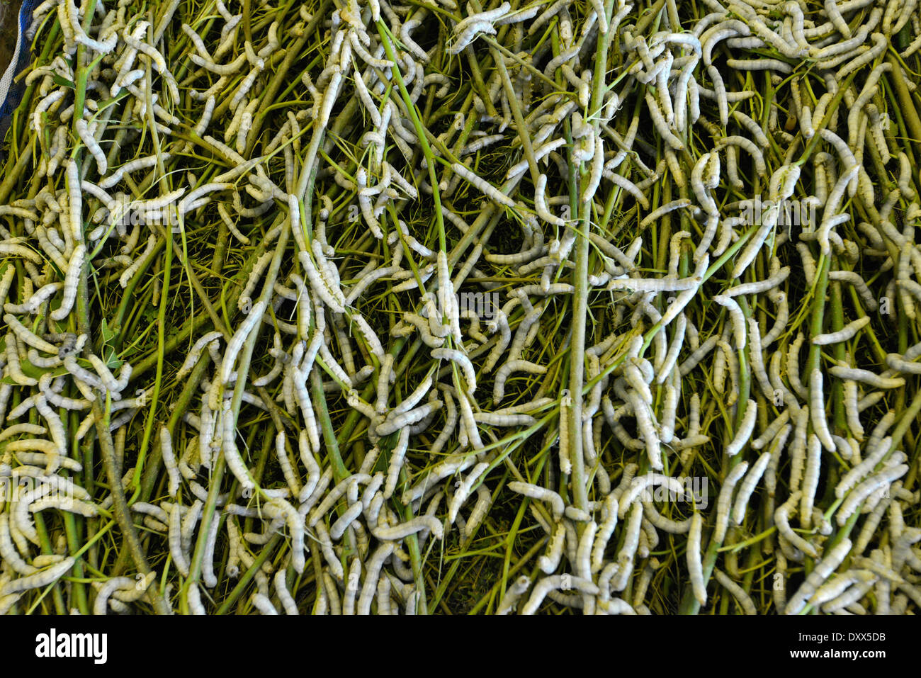 Seidenraupen (Bombyx Mori) Fütterung auf Maulbeerblättern, Seide Bauernhof, Kambodscha Stockfoto