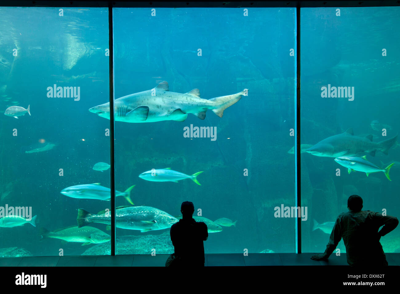 Two Oceans Aquarium, Cape Town, Western Cape, Südafrika Stockfoto
