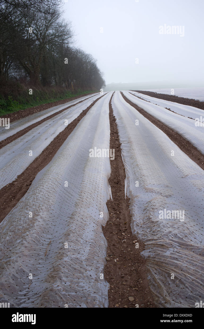 Frühkartoffeln unter Kunststoff in einem Feld in Cornwall Stockfoto