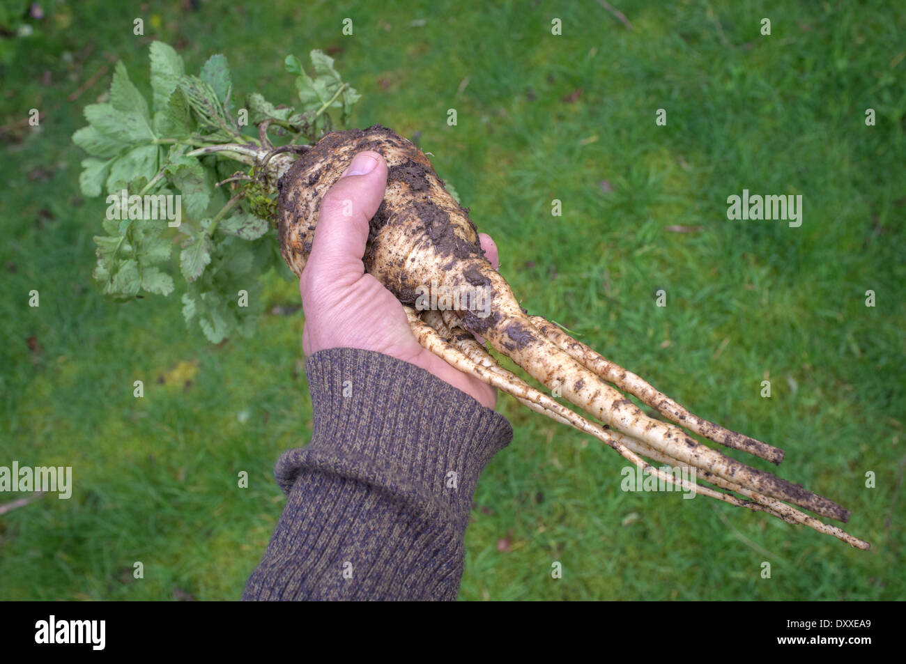 Ein frisch ausgehobenen gegabelt Pastinaken Stockfoto