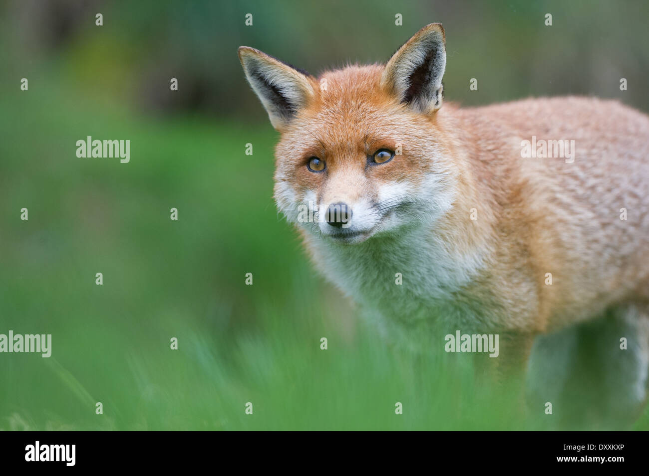 Red Fox (Vulpes vulpes) Stockfoto