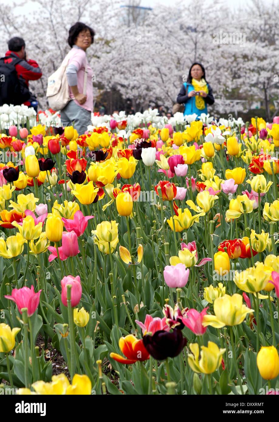 Shanghai. 1. April 2014. Touristen gehen unter Blumen im Shanghai Botanical Garden in Ost-China Shanghai, 1. April 2014. Viele Bürger gingen zu den Parks in Shanghai zu sehen Blüten blüht. © Liu Ying/Xinhua/Alamy Live-Nachrichten Stockfoto