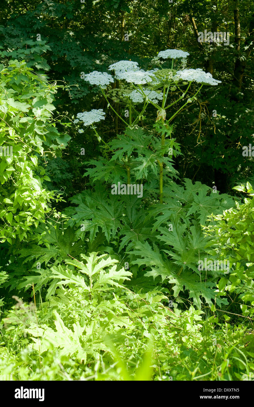 Riesenbärenklau-Anlage im grünen Wald-Ambiente Stockfoto