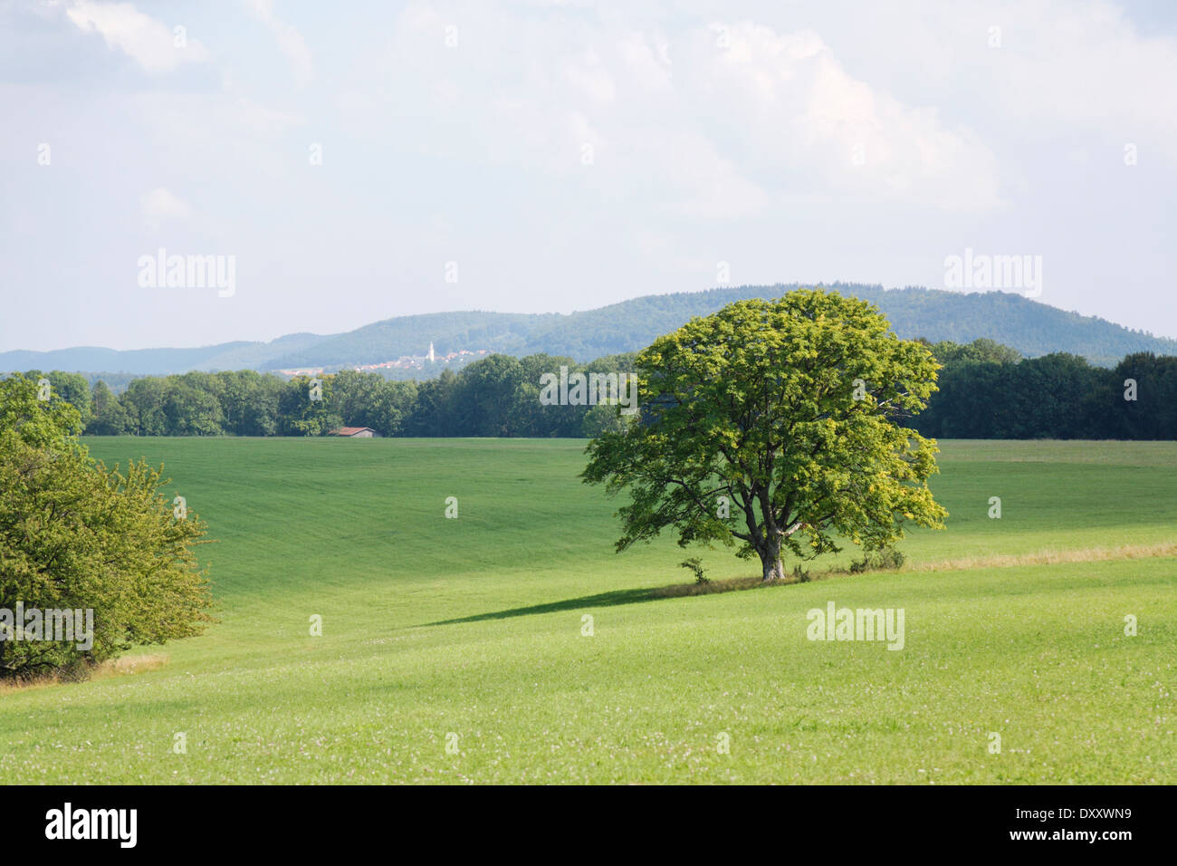 Deutschland, Baden-Württemberg, Farrenberg, Baum, Deutschland, Baden-Württemberg, Farrenberg, Baum Stockfoto