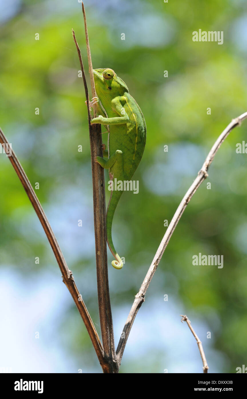 Teppich oder Jewelled Chamäleon (Furcifer Lateralis) bei Anja Community Reserve, Madagaskar. Stockfoto