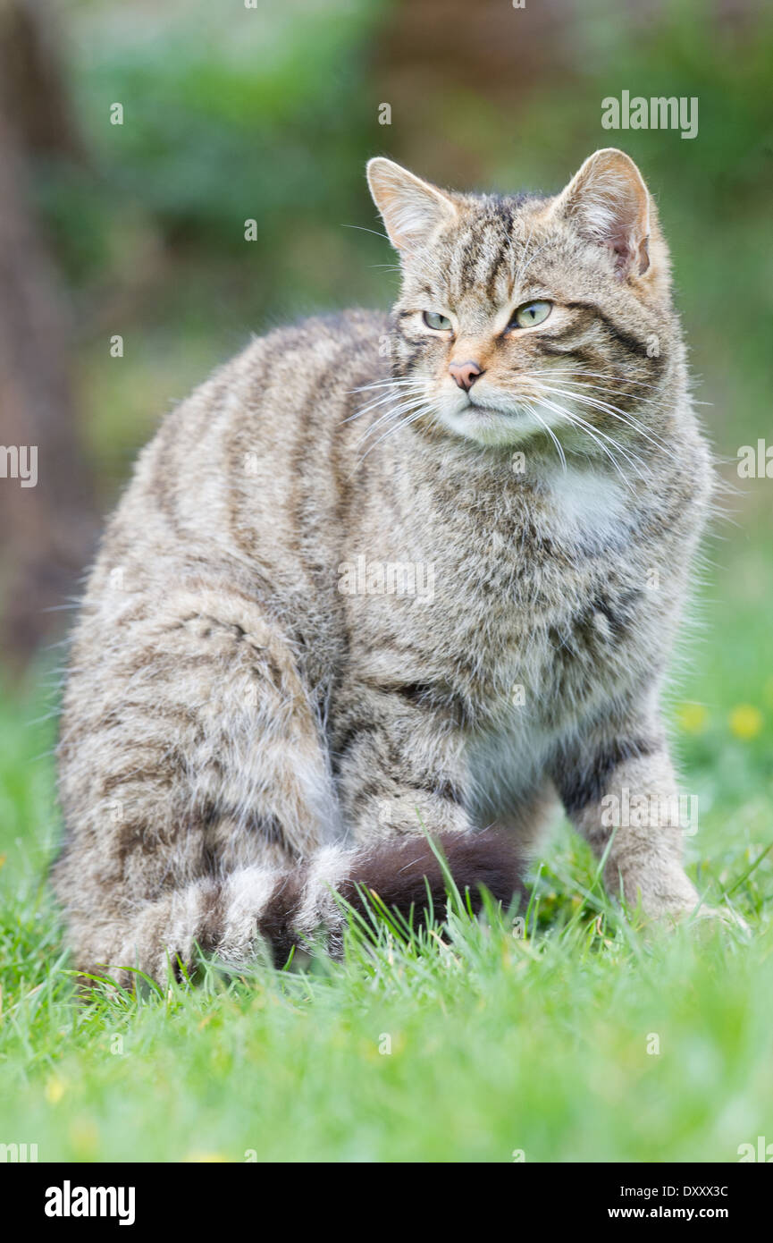 Schottische Wildkatze (Felis Silvestris Grampia) Stockfoto