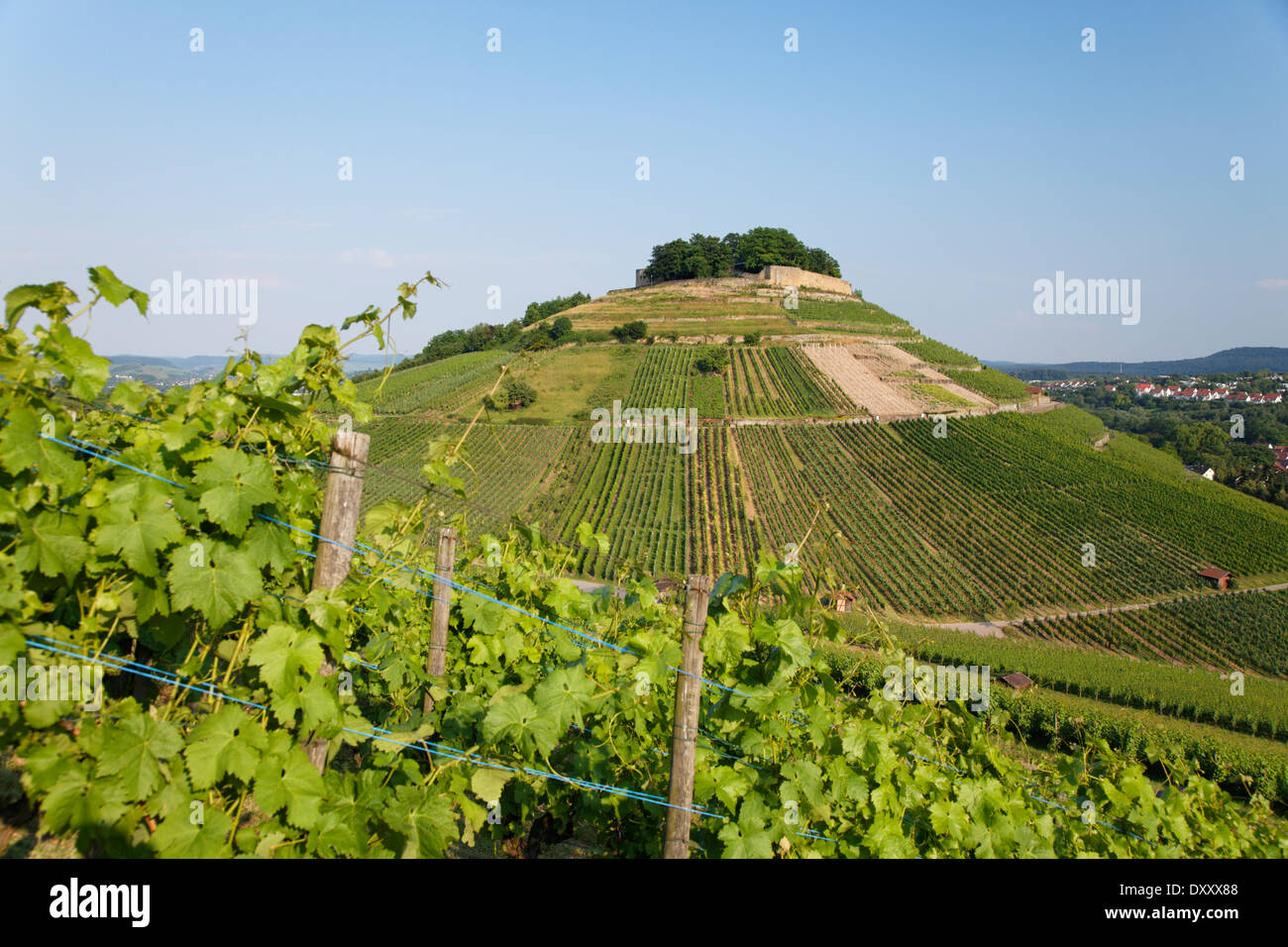 Deutschland Weinberg Burg Ruinen Weibertreu Deutschland Baden deutschland-weinberg-burg-ruinen-weibertreu-deutschland-baden