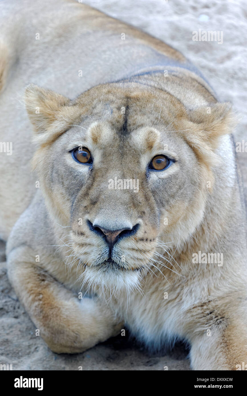 Asiatische Löwe (Panthera Leo Persica), auch bekannt als die indischen Löwen ist ein Löwe-Unterart, die als eine einzelne Population vorhanden ist. Stockfoto