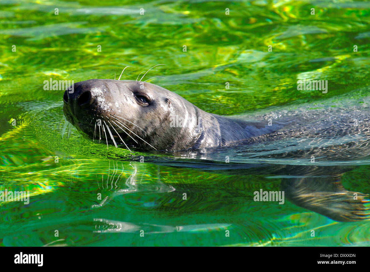 Die Kegelrobben (Halichoerus Grypus, Bedeutung "süchtig-gerochene Meerschwein") findet sich an beiden Ufern des Nordatlantik. Stockfoto