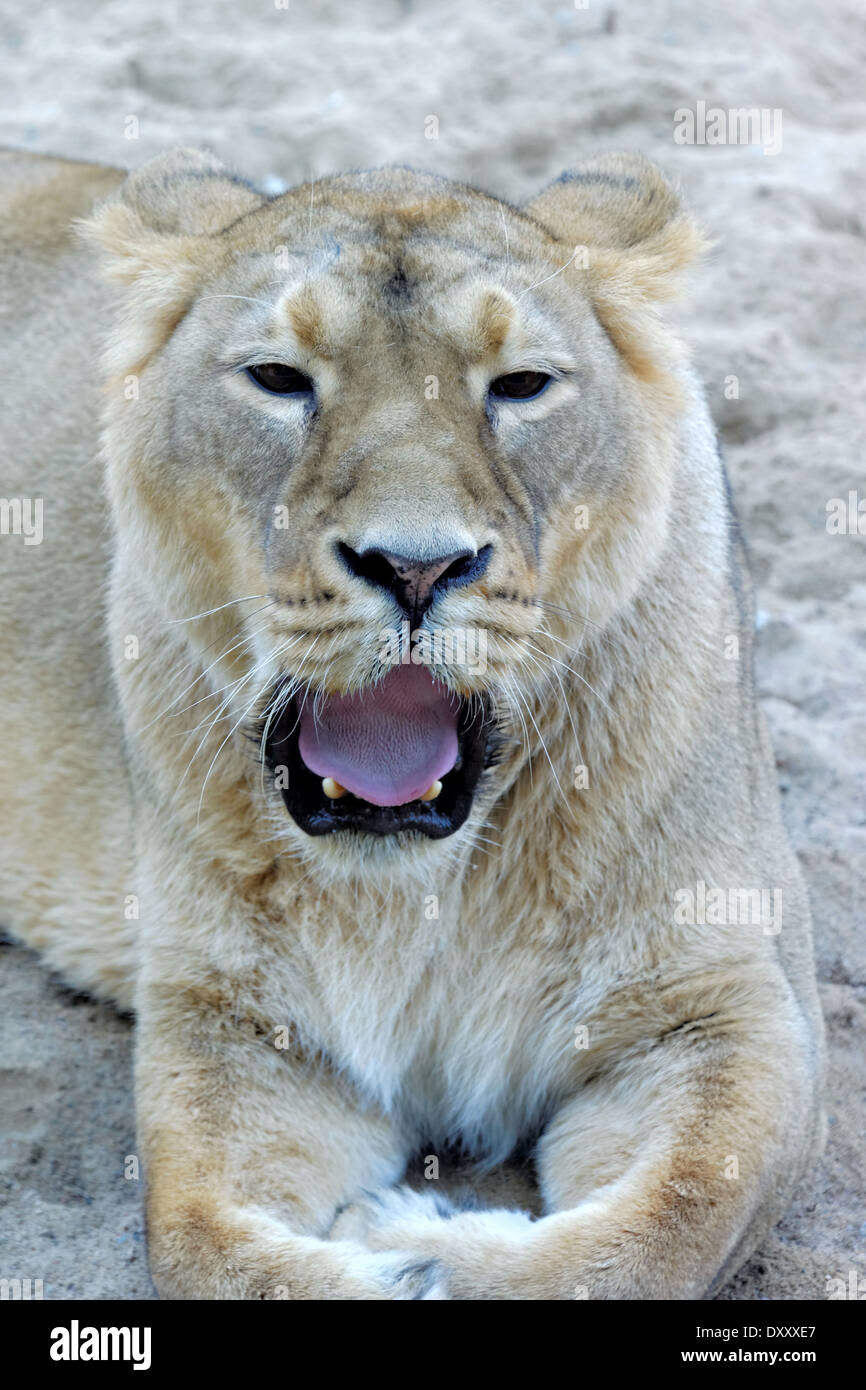Asiatische Löwe (Panthera Leo Persica), auch bekannt als die indischen Löwen ist ein Löwe-Unterart, die als eine einzelne Population vorhanden ist. Stockfoto