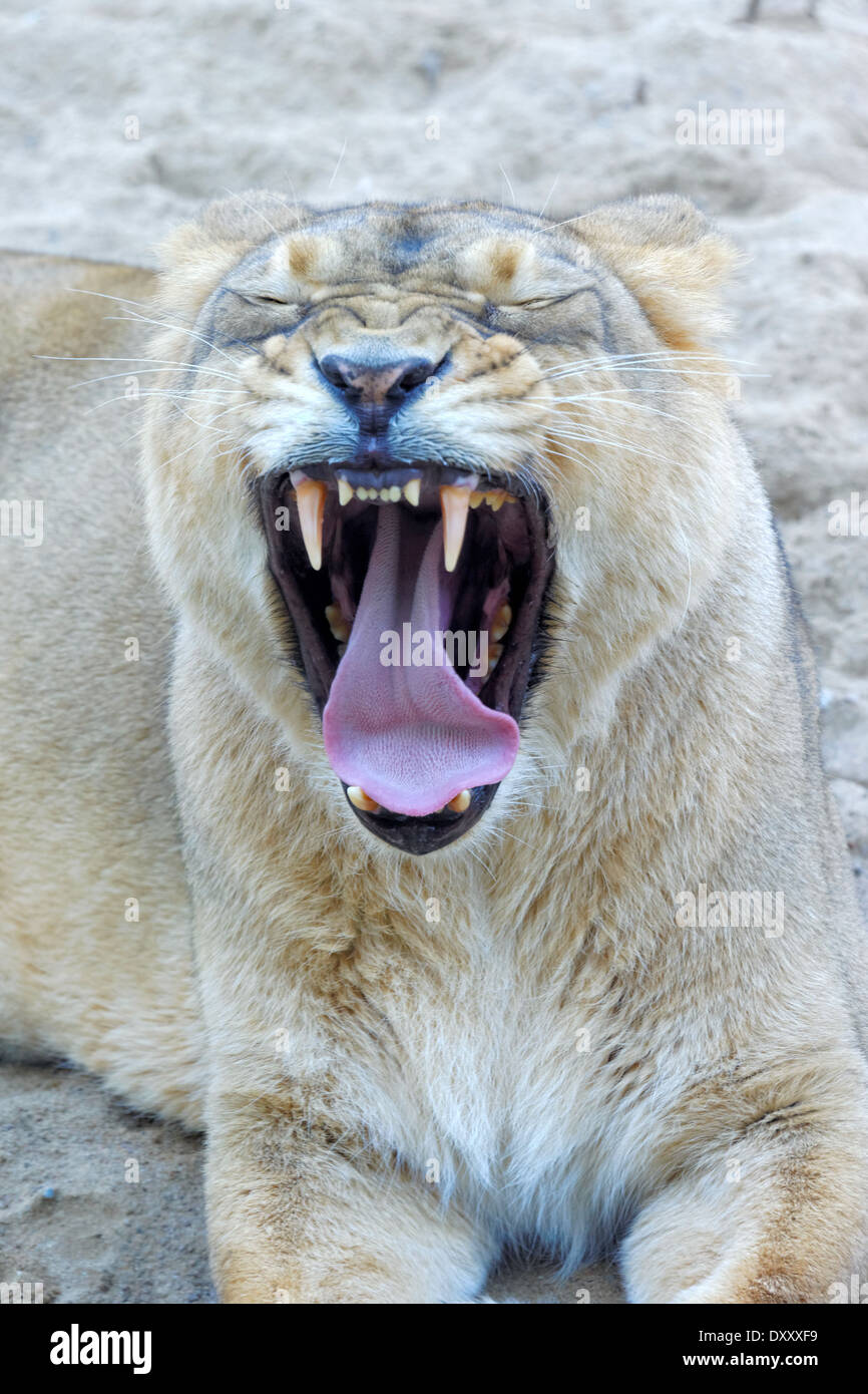 Asiatische Löwe (Panthera Leo Persica), auch bekannt als die indischen Löwen ist ein Löwe-Unterart, die als eine einzelne Population vorhanden ist. Stockfoto