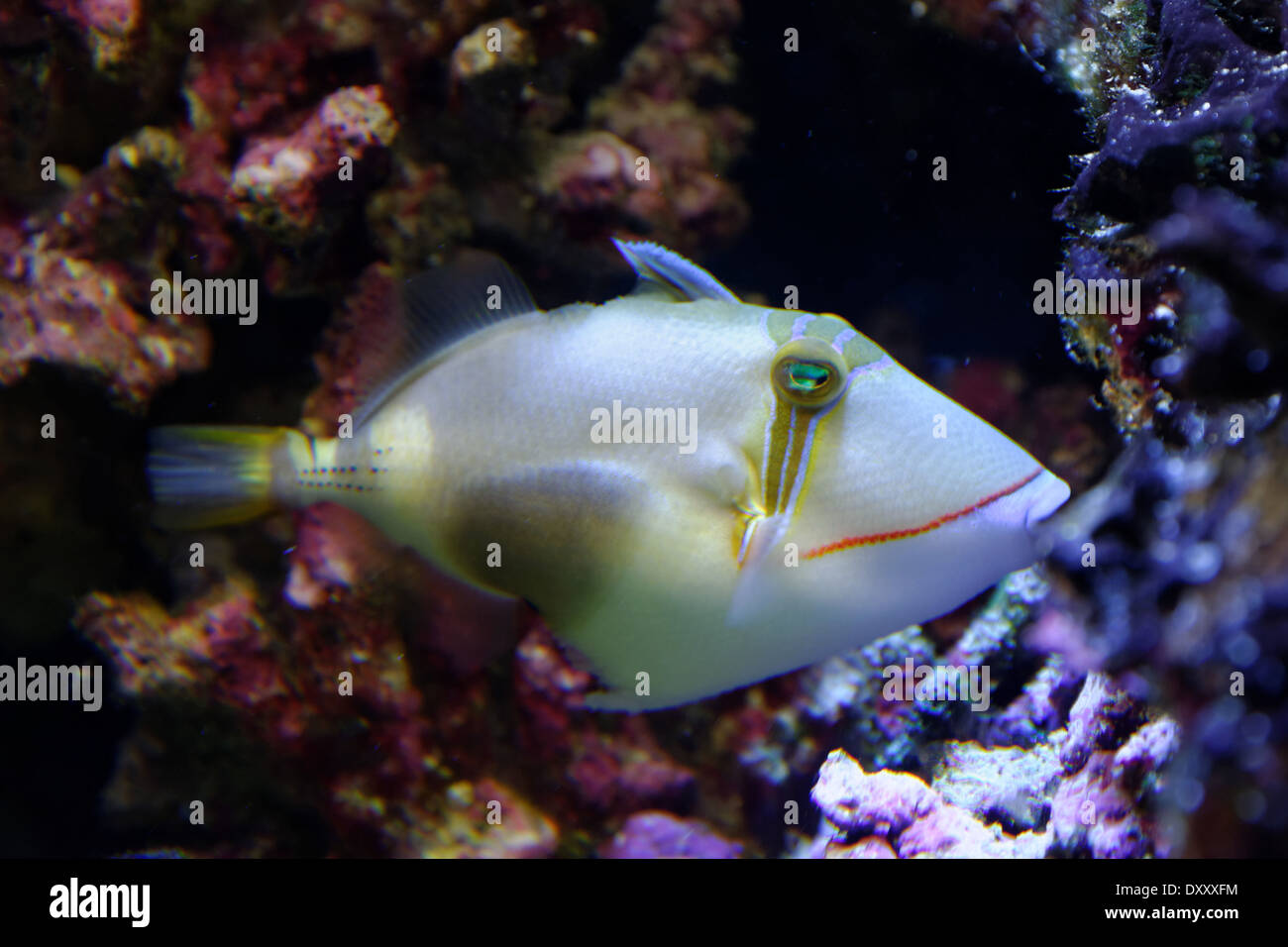 Bursa Drückerfisch ist auch bekannt als Black Patch Drückerfisch oder Blackbelly Drückerfisch. Stockfoto