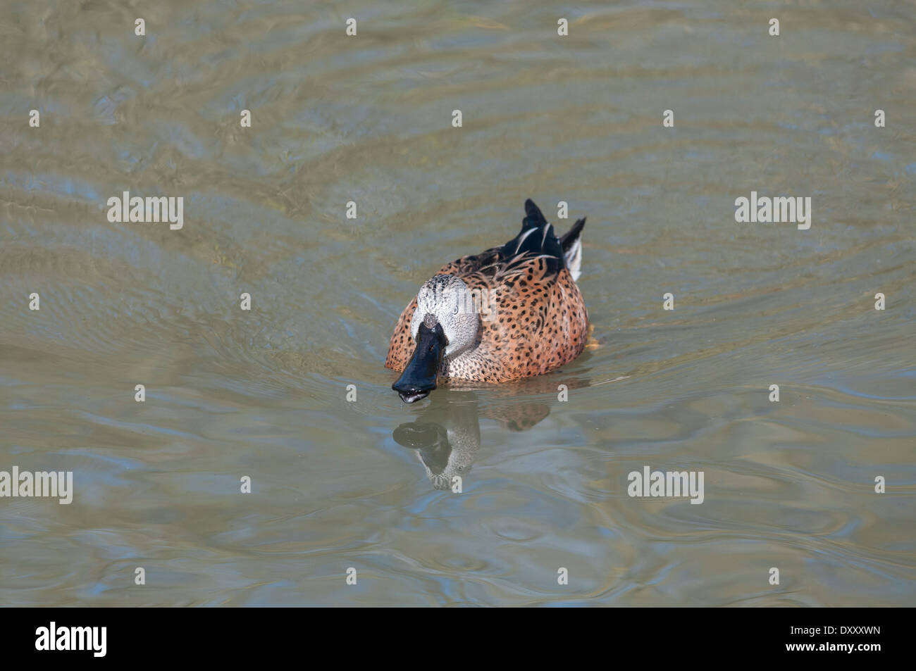 Roten Löffelenten Stockfoto