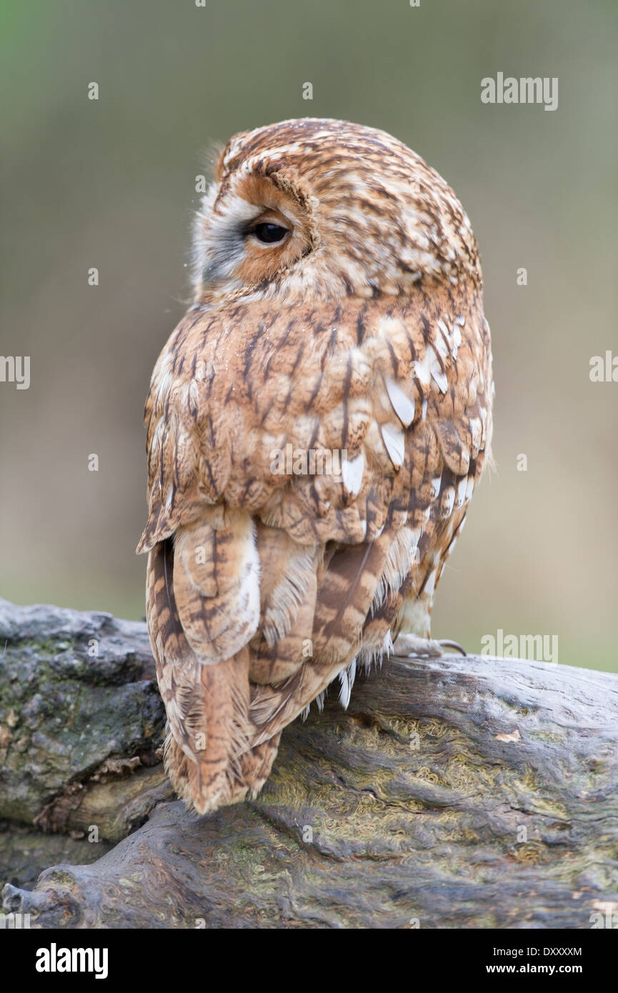 Waldkauz (Strix Aluco) Stockfoto