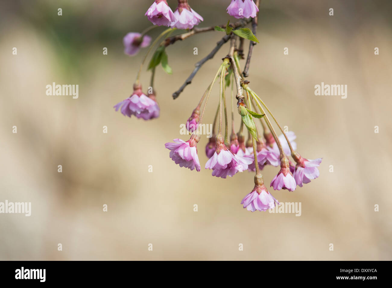 Prunus Subhirtella Pendel Plena Rosea. Weinend Kirschblüte Stockfoto