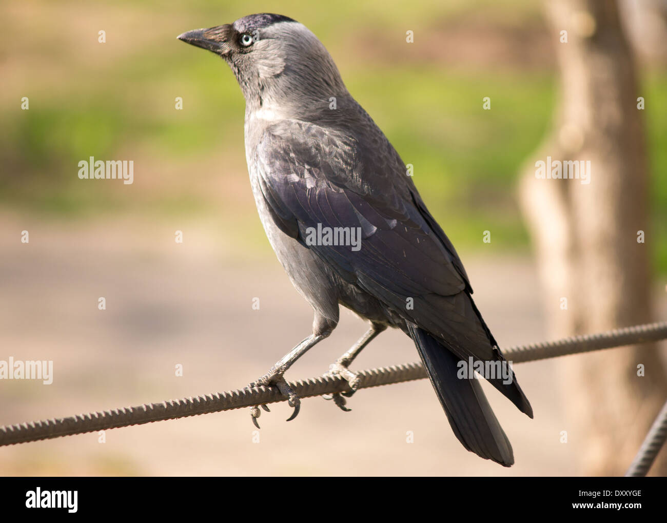 junge Krähe sitzt auf einem Draht im Vordergrund Stockfoto