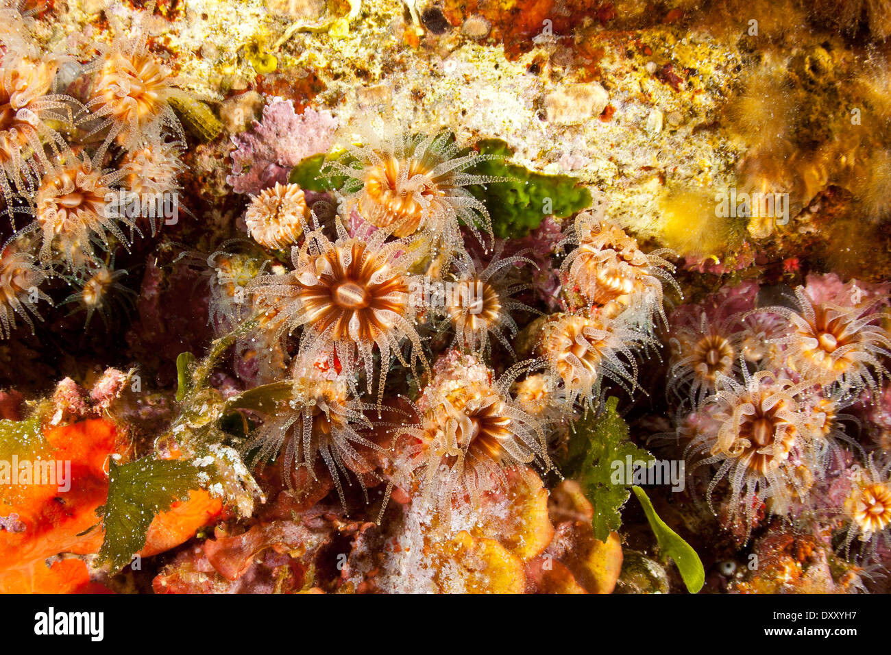 Tasse-Korallen, Caryophyllia Inornata, Ponza Ilsland, Mittelmeer, Italien Stockfoto
