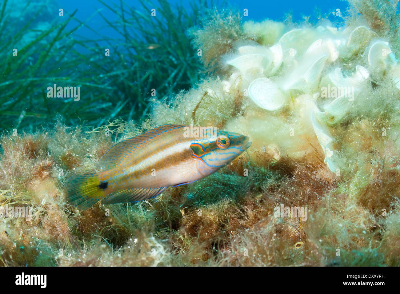 Ocellated Wrasse, Zucht, Symphodus Ocellatus, Ponza Ilsland, Mittelmeer, Italien Stockfoto