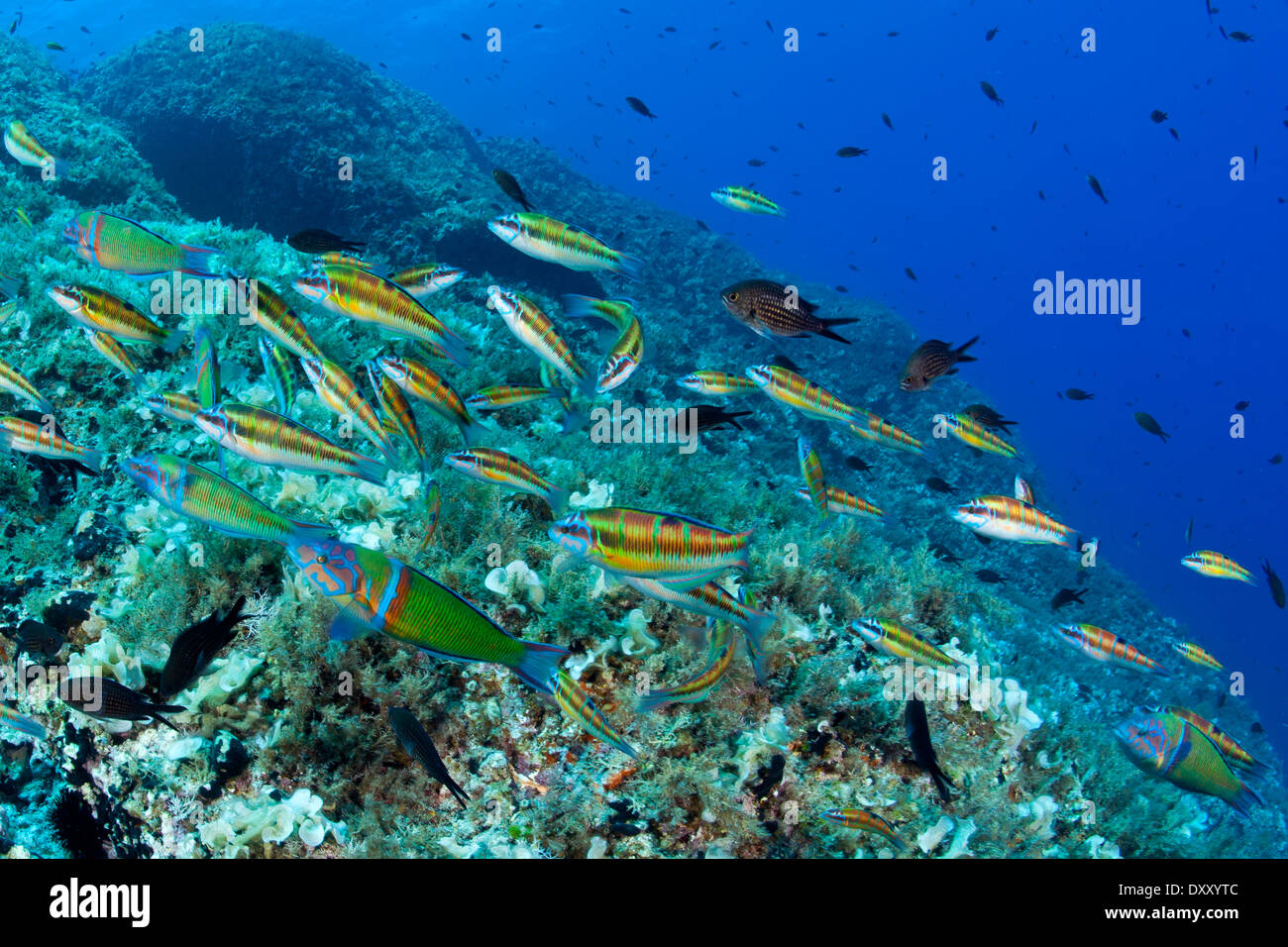 Schwarm von reich verzierten Lippfische Fressattacke auf Chromis Eiern, Thalassoma Pavo, Ponza Ilsland, Mittelmeer, Italien Stockfoto