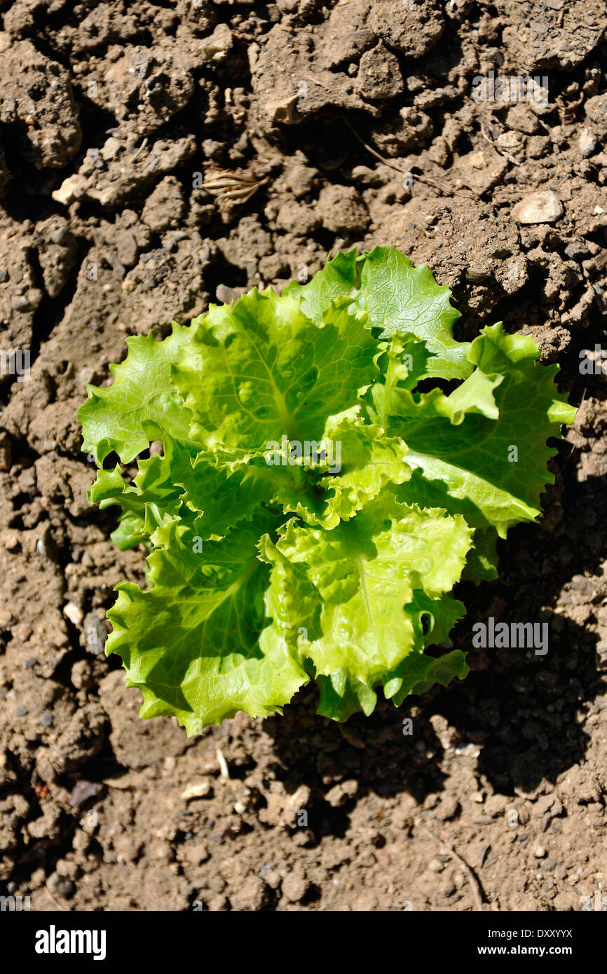 Junger Blattsalat wachsen im Boden Stockfoto