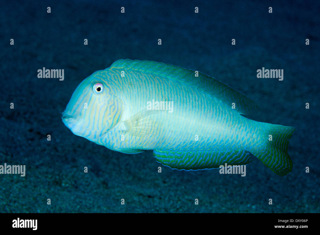 Pearly Razorfish, Xyrichthys Novacula, Ponza Ilsland, Mittelmeer, Italien Stockfoto