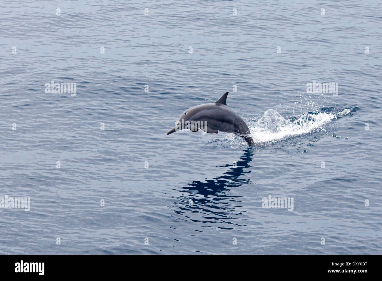 Dagegen verstößt langem Schnabel Gemeinen Delphin, Delphinus Capensis, Raja Ampat, West Papua, Indonesien Stockfoto