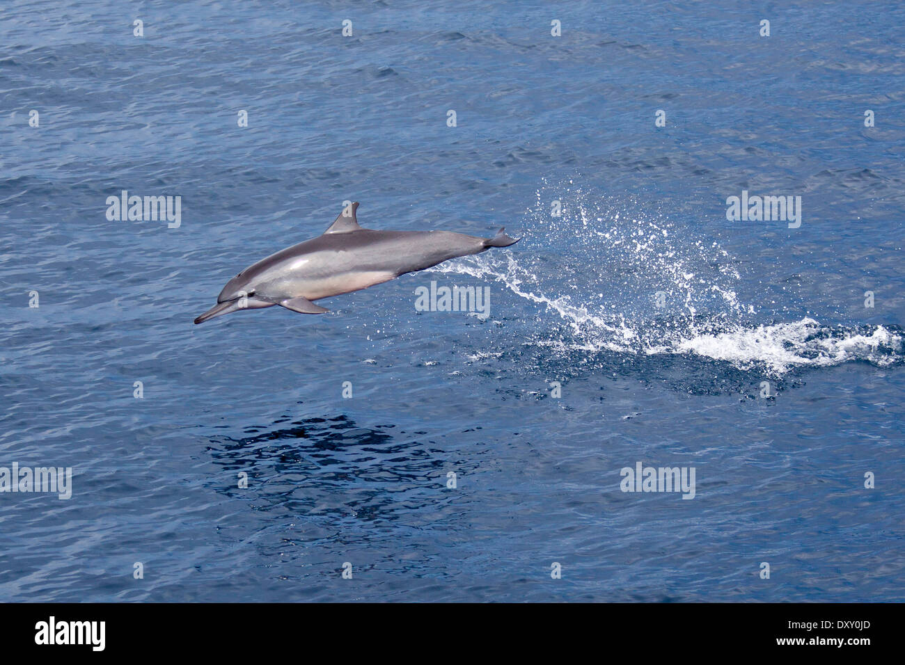 Dagegen verstößt langem Schnabel Gemeinen Delphin, Delphinus Capensis, Raja Ampat, West Papua, Indonesien Stockfoto