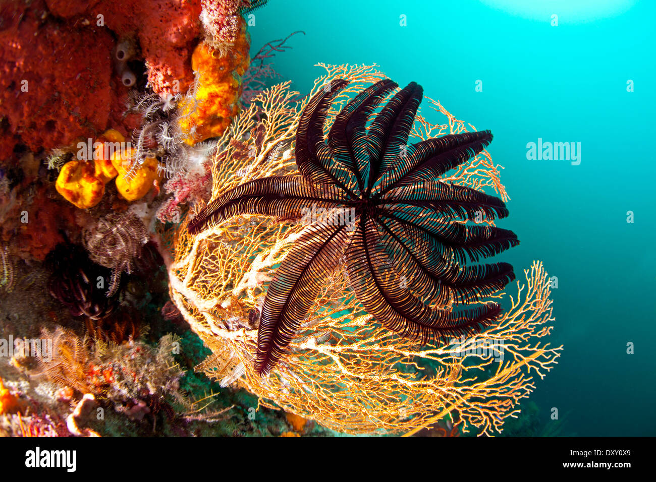 Schwarze Feder Stern auf Seafan, Crinoidea, Raja Ampat, West-Papua, Indonesien Stockfoto