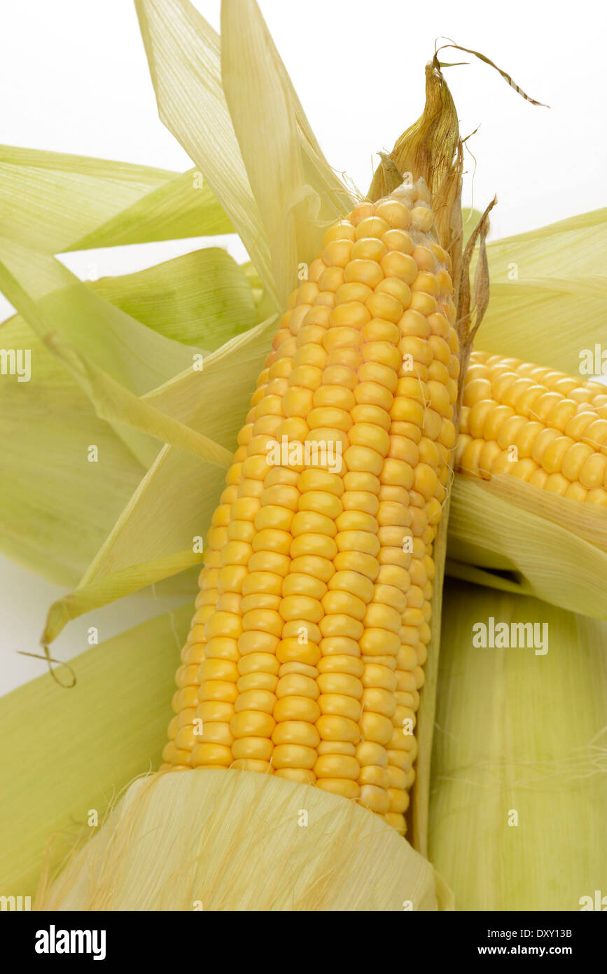 Maiskolben Stockfoto