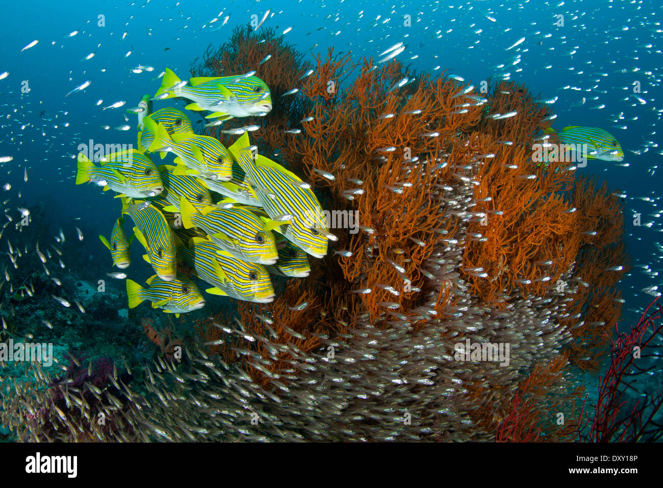 Der Multifunktionsleiste Süßlippen, flachem Plectorhinchus Polytaenia, Raja Ampat, West Papua, Indonesien Stockfoto