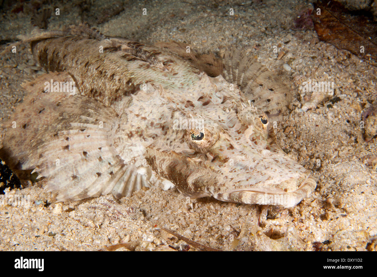 Krokodil-Fisch, Cymbacephalus Beauforti, Raja Ampat, West Papua, Indonesien Stockfoto